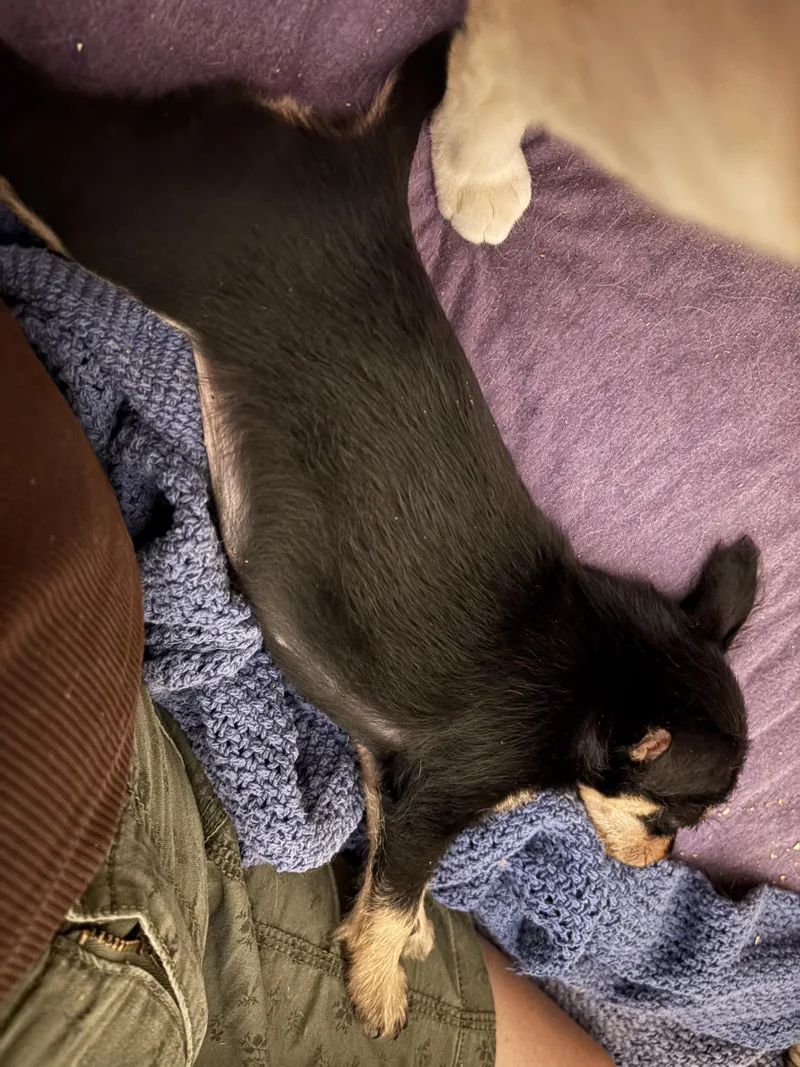 Cinnabun thumbnail 2