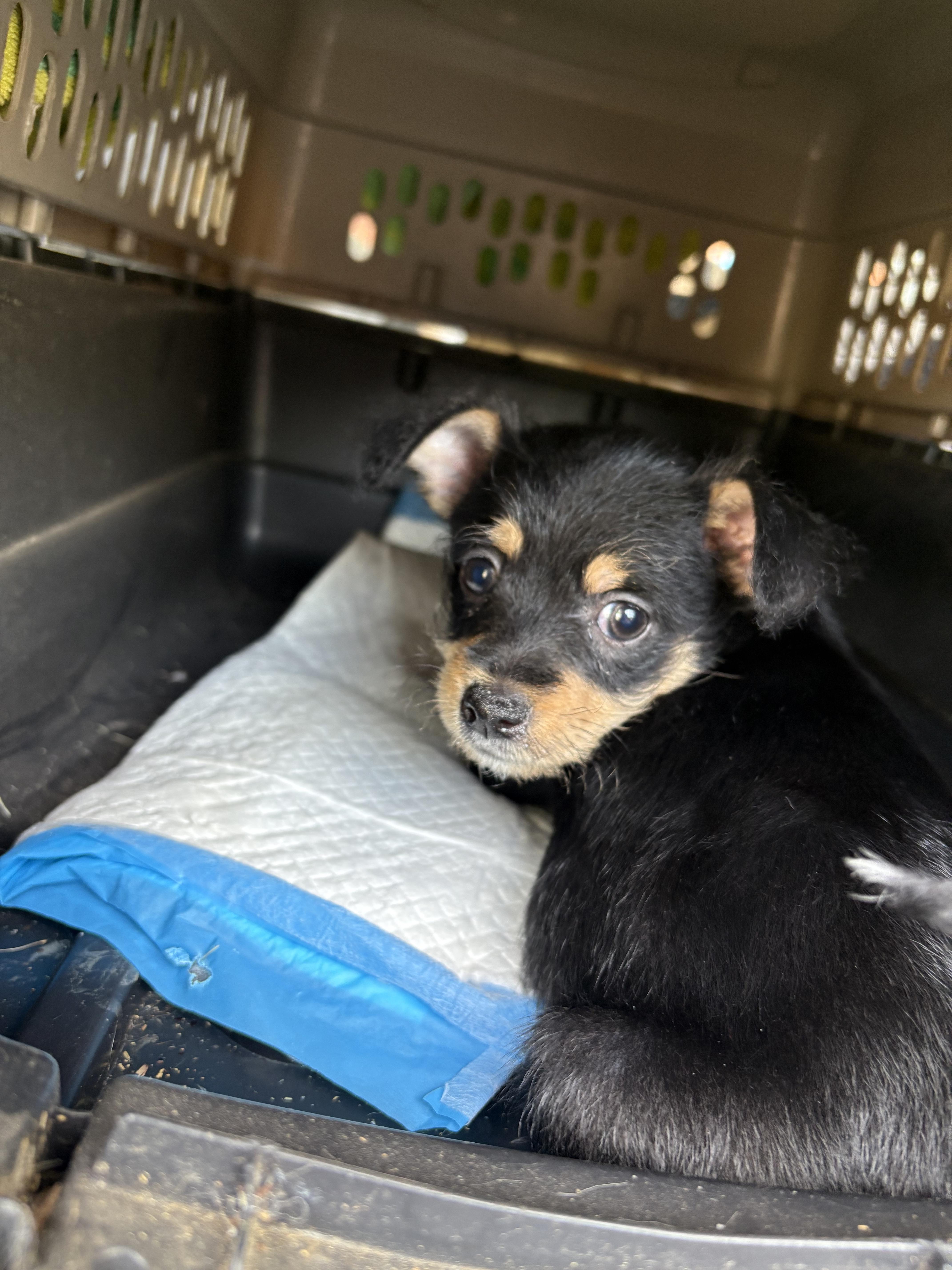 Cinnabun thumbnail 3