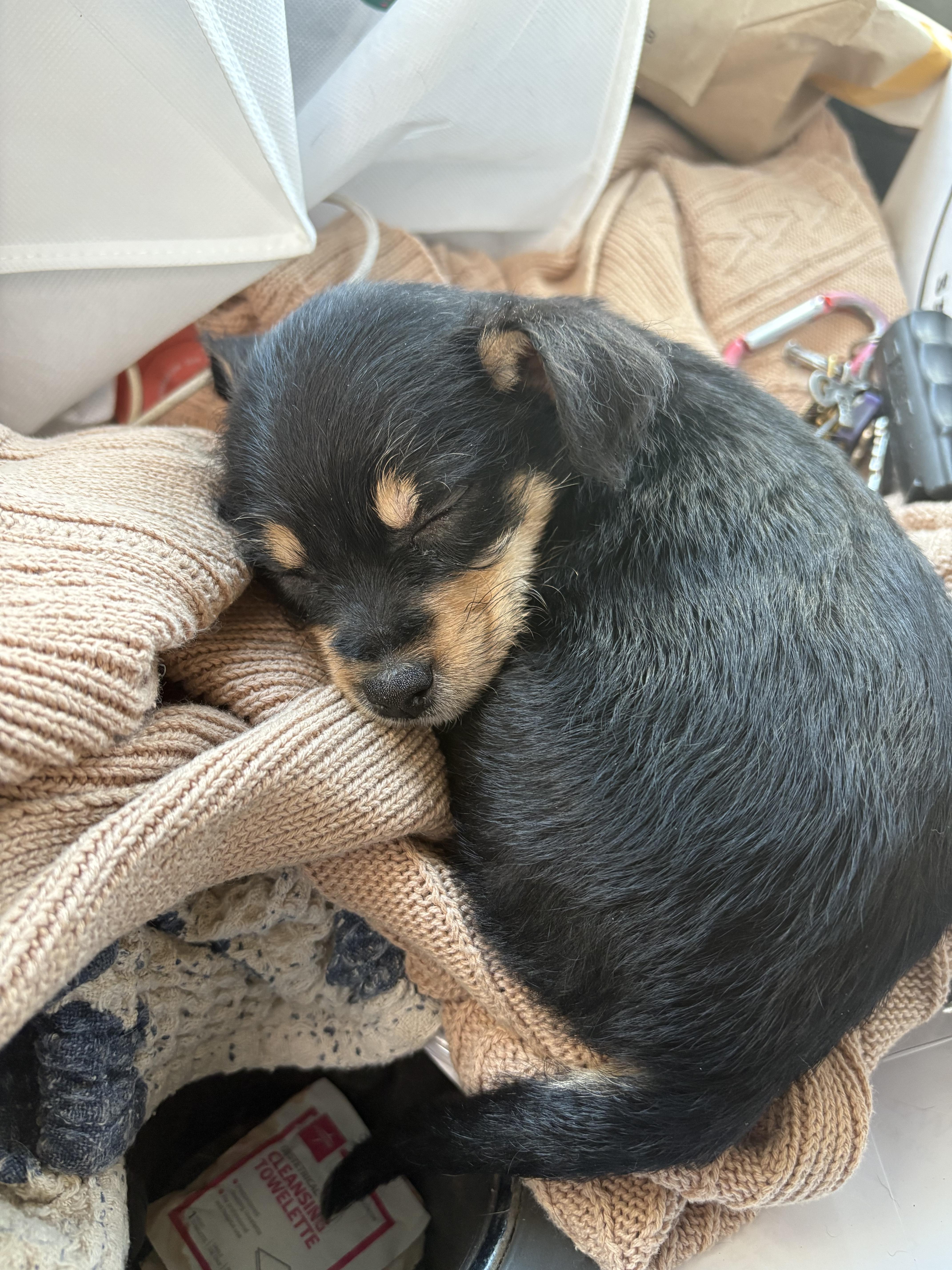 Cinnabun thumbnail 4