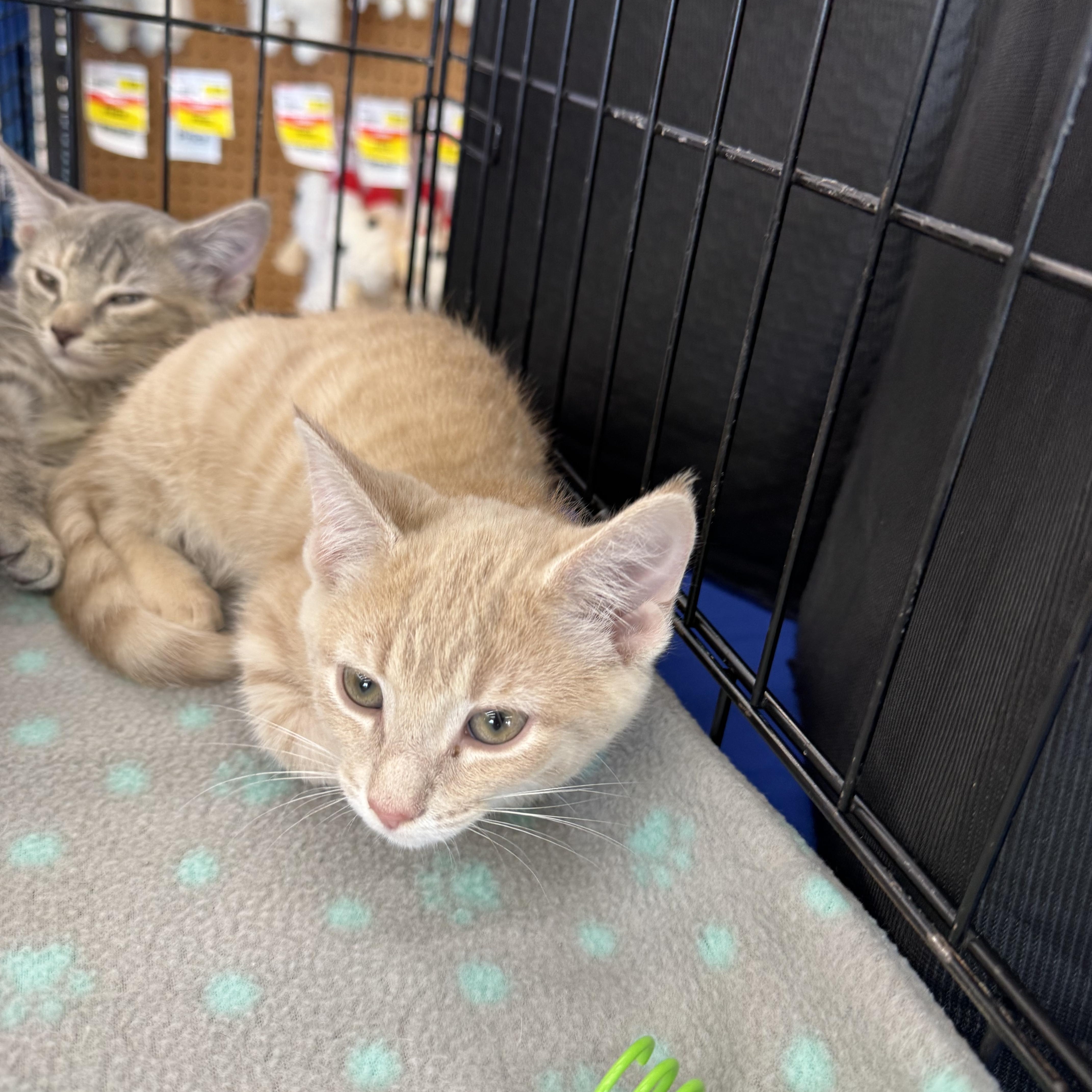A baby medium-sized male Tabby (Orange / Red) Domestic Short Hair cat named Scott for adoption in Easley, SC