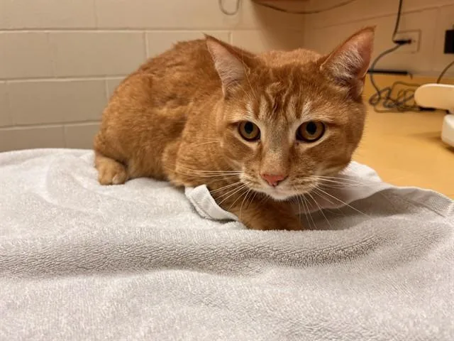 An adult medium-sized male Domestic Short Hair cat named Garfield for adoption in Colorado Springs, CO