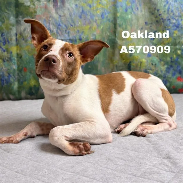 A young medium-sized male Pit Bull Terrier dog named Oakland for adoption in Huntsville, AL
