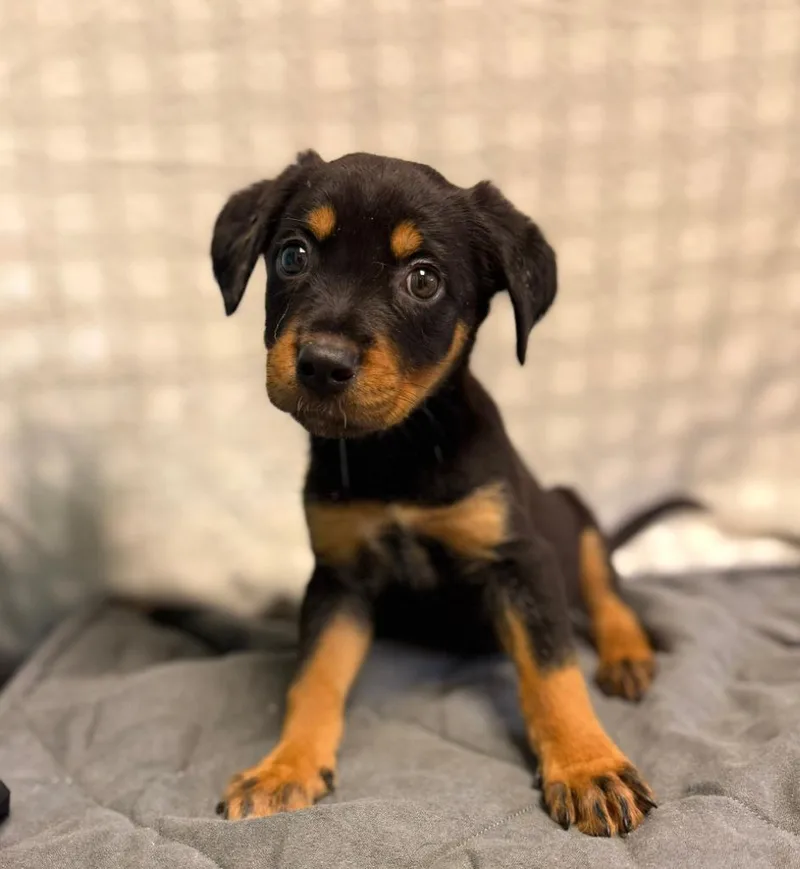 A baby small-sized male Mixed Breed dog named Bopp for adoption in Ellijay, GA