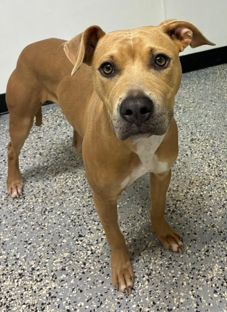 A young medium-sized female Staffordshire Bull Terrier dog named Hazel for adoption in Seven Points, TX