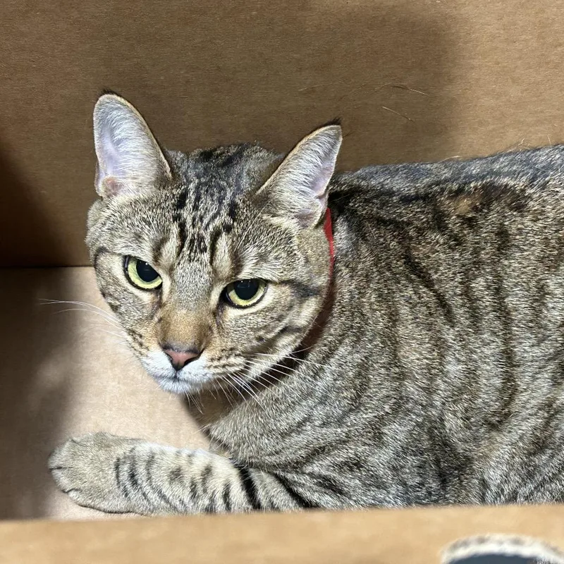 An adult medium-sized female Brown / Chocolate Domestic Short Hair cat named Cali for adoption in Tampa, FL