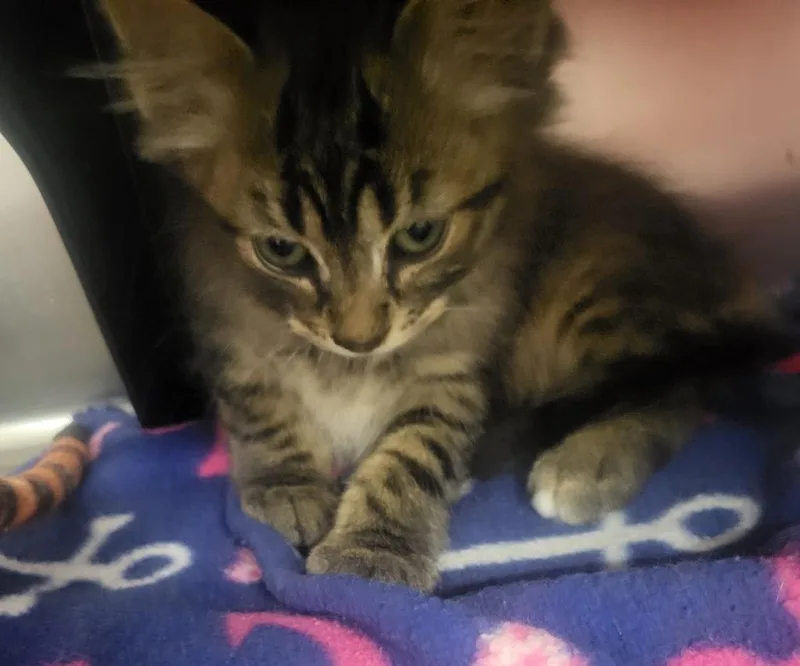 A baby medium-sized male Domestic Short Hair cat named Thor for adoption in Medford, WI