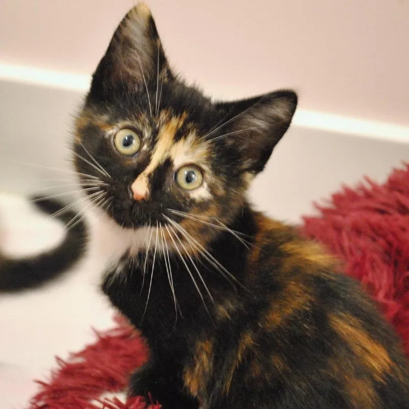 A baby small-sized female Tortoiseshell Domestic Short Hair cat named Berlinda for adoption in Forest Park, IL