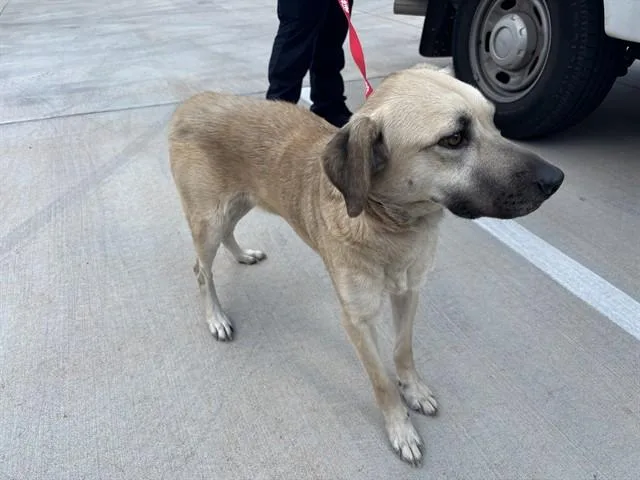 A young medium-sized female Black Mouth Cur dog named Jordy for adoption in Oklahoma City, OK