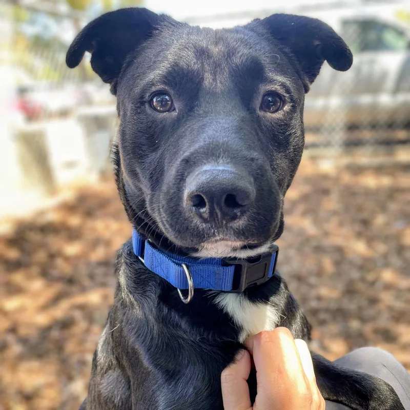A young medium-sized male Terrier dog named Domino for adoption in Oakland, CA
