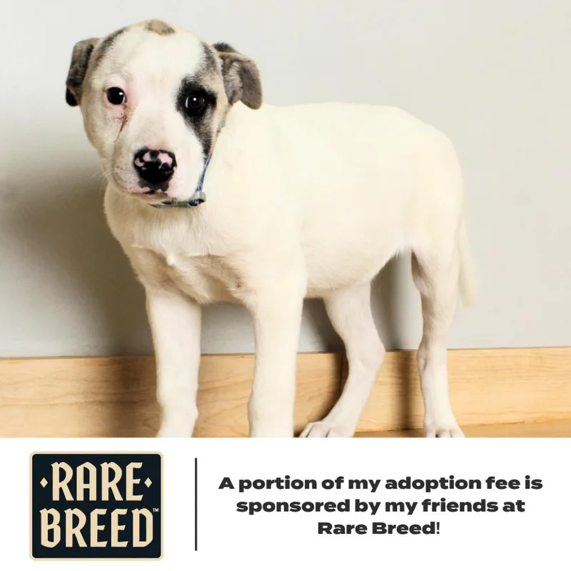 A baby medium-sized female White / Cream Pit Bull Terrier dog named Azul D for adoption in Minnetonka, MN