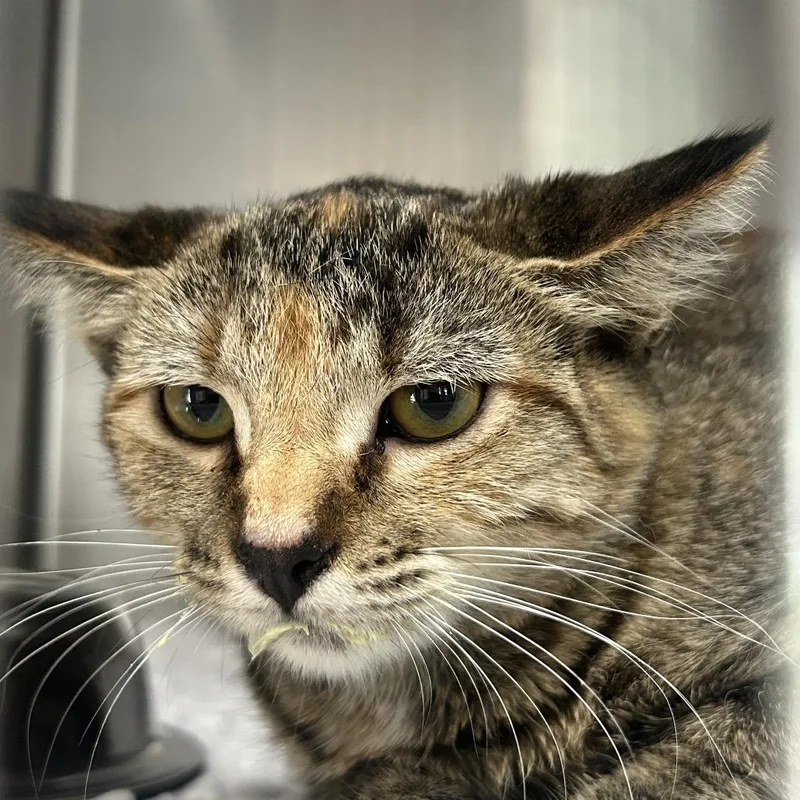 A baby medium-sized female Torbie Domestic Short Hair cat named Puddin for adoption in Eureka Springs, AR