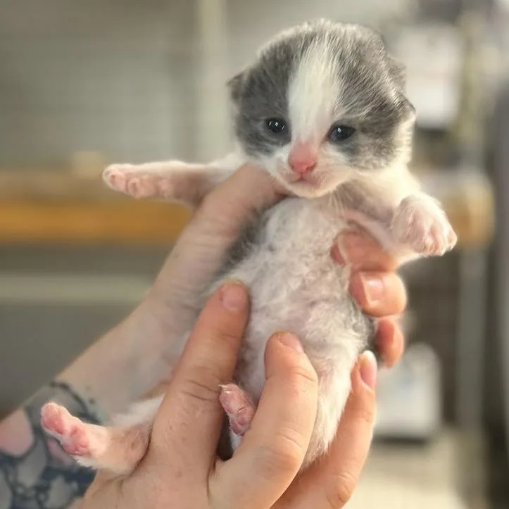 A baby small-sized female Black Domestic Short Hair cat named Princess Peach for adoption in Madison, WI