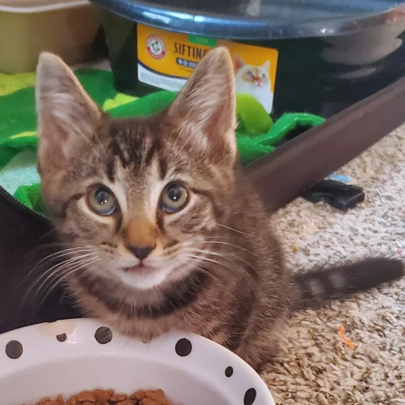 A baby small-sized male Domestic Short Hair cat named Ninja for adoption in York, PA