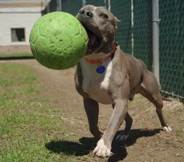 An adult medium-sized male Pit Bull Terrier dog named Peter for adoption in Springfield, MA