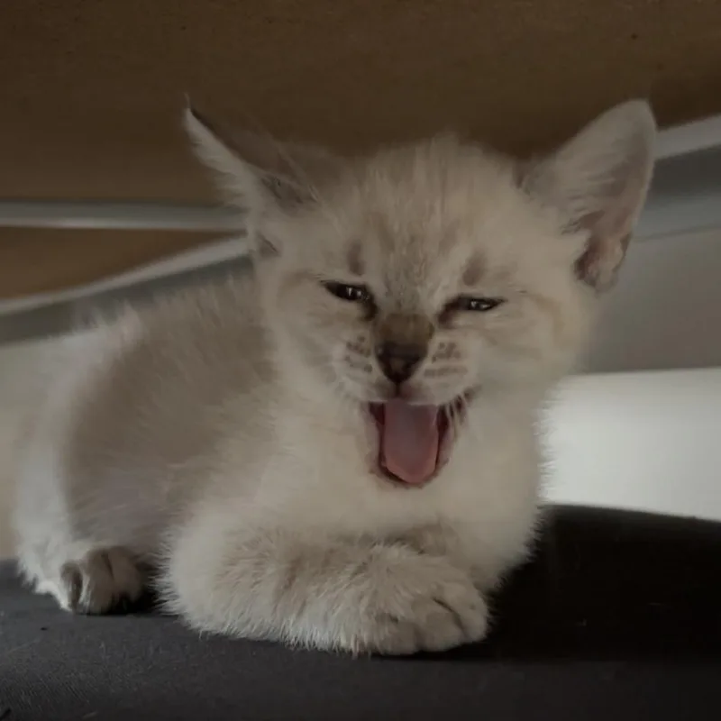 A baby small-sized female White Siamese cat named Lilith for adoption in Charlottesville, VA