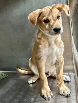 A baby medium-sized male Labrador Retriever dog named Pelican A for adoption in Sherman, TX