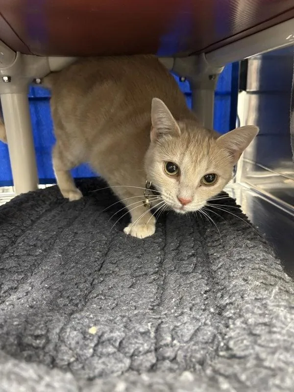 An adult small-sized female Domestic Short Hair cat named Nectarine for adoption in Sherwood, OR