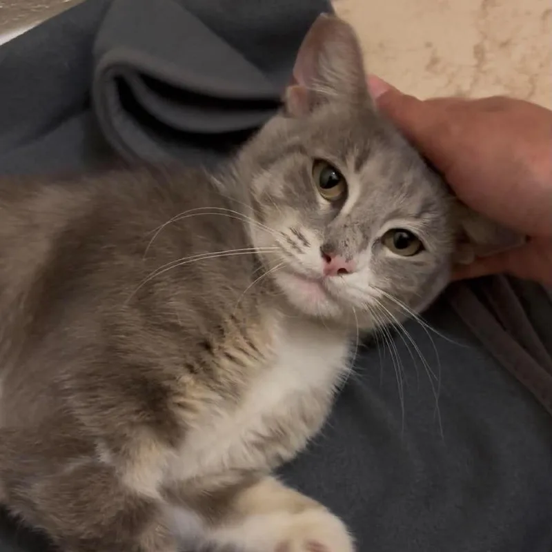 An adult small-sized female Gray / Blue / Silver Domestic Short Hair cat named Kia for adoption in Hemet, CA