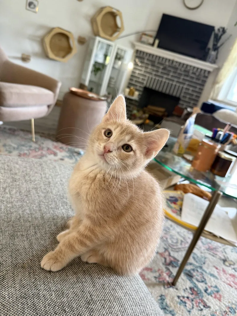 A baby small-sized male Orange / Red Domestic Short Hair cat named Turkey Tail for adoption in Philadelphia, PA