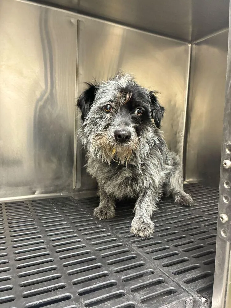 A young medium-sized female Terrier dog named Bindi for adoption in Marietta, GA