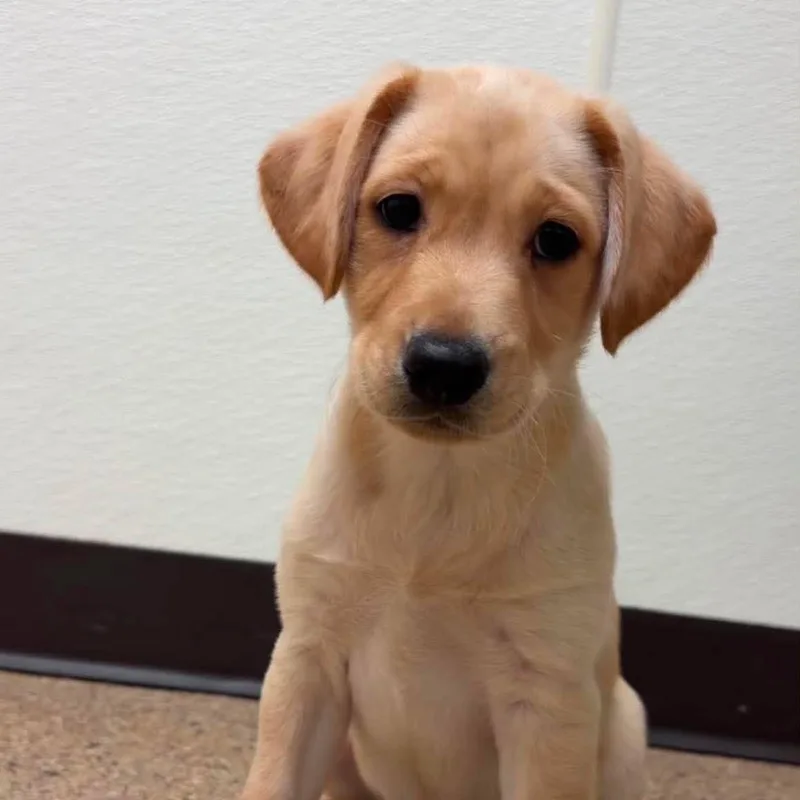 A baby large-sized female Labradoodle dog named Sundial for adoption in Valparaiso, IN