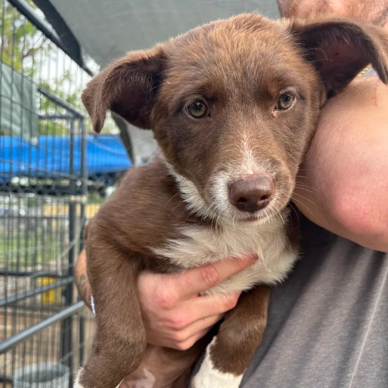 A baby small-sized female Brown / Chocolate Mixed Breed dog named Bella for adoption in Lake Jackson, TX
