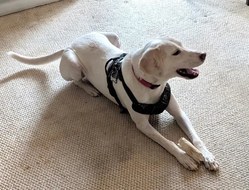 An adult large-sized male Hound dog named Billy   Local for adoption in Princeton, MA