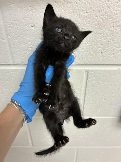 A baby small-sized male Domestic Short Hair cat named Fudge for adoption in Naples, FL