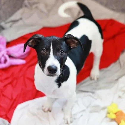 A baby small-sized male Black Mixed Breed dog named Optimus Prime for adoption in Atlanta, GA