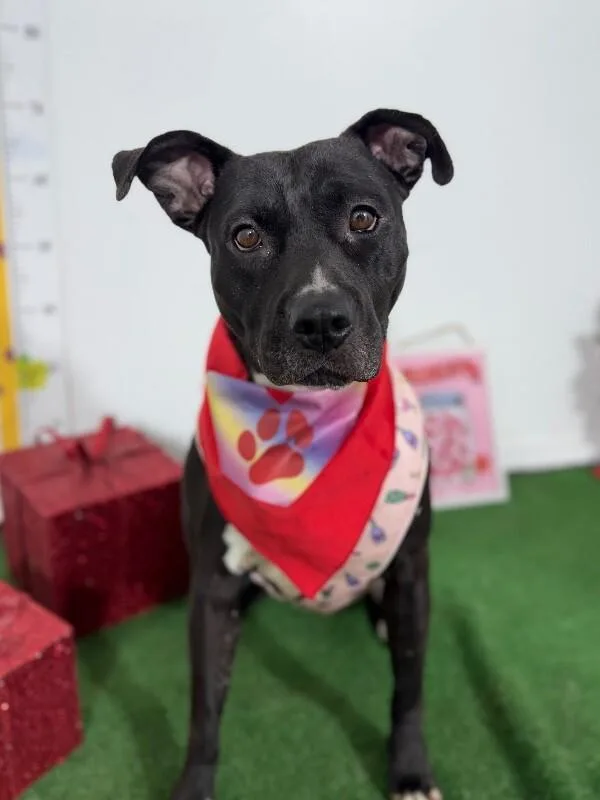 A young medium-sized female Black American Staffordshire Terrier dog named Marceline for adoption in Carlsbad, CA