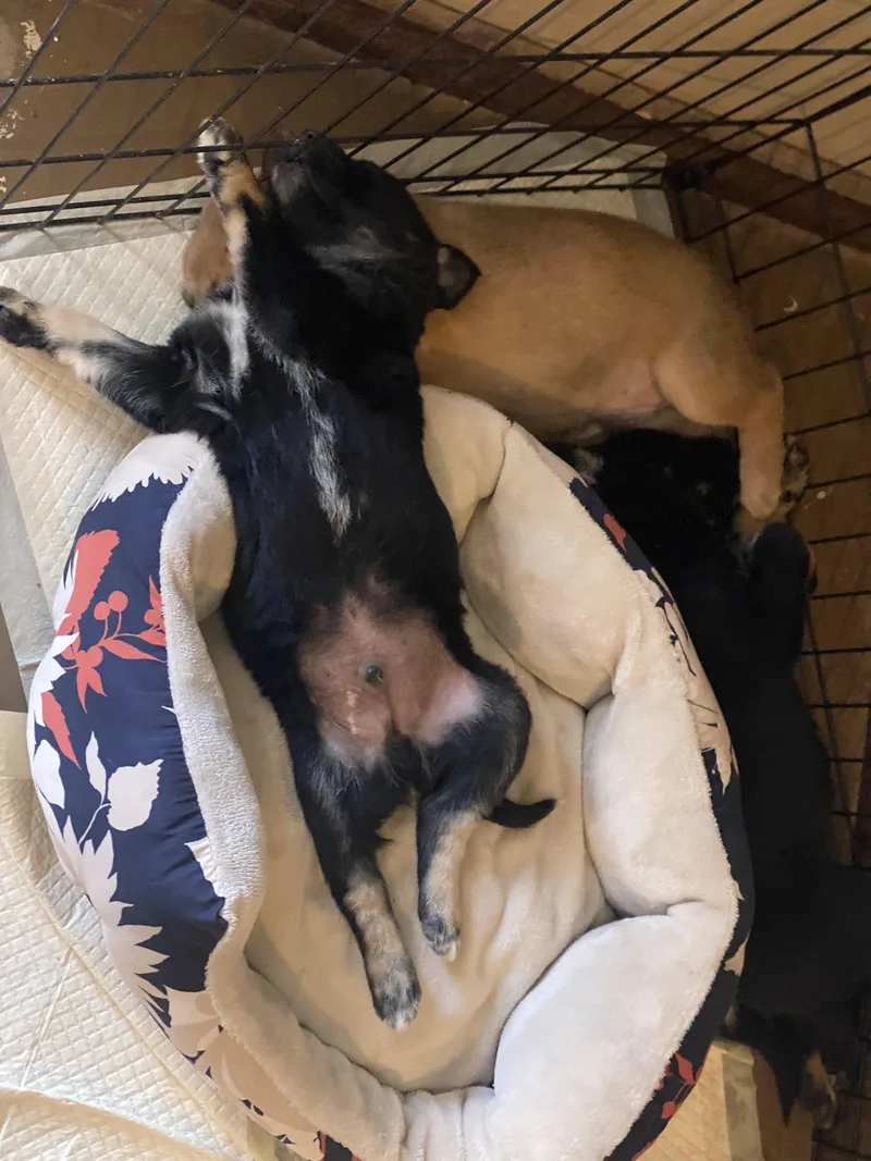 Chandler thumbnail 2