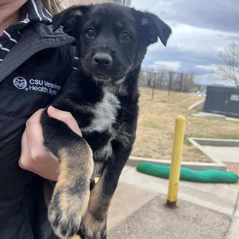 Chandler thumbnail 3