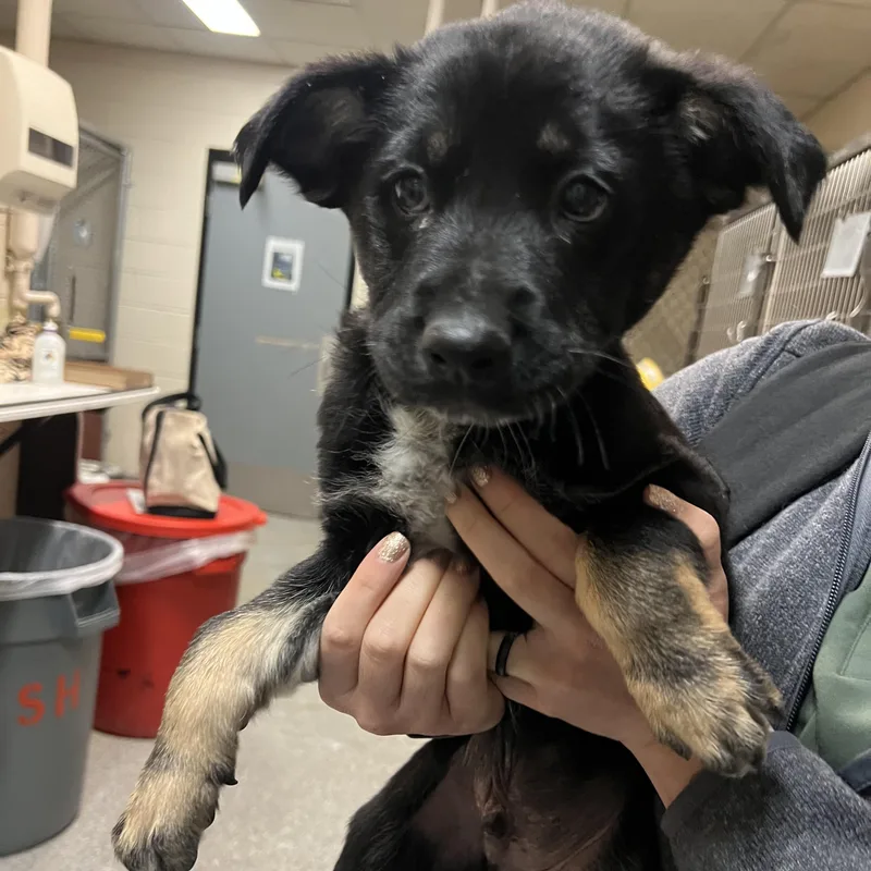 Chandler thumbnail 4