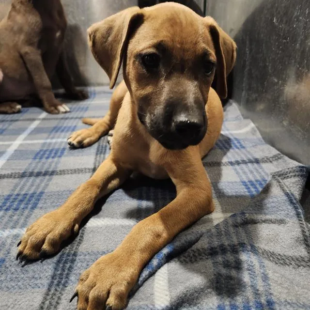 A baby small-sized female Labrador Retriever dog named Akira for adoption in San Antonio, TX
