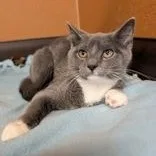 A baby small-sized male Gray & White Domestic Short Hair cat named Sea Lion for adoption in Rochester, MN