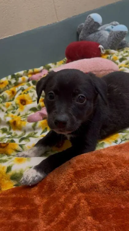 A baby small-sized female Labrador Retriever dog named Jaiya for adoption in Irving, TX