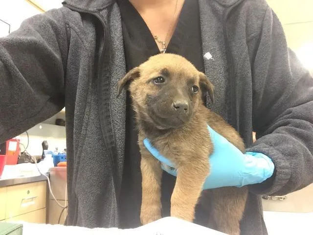 A baby small-sized male Belgian Shepherd / Malinois dog named Manny for adoption in Riverside, CA