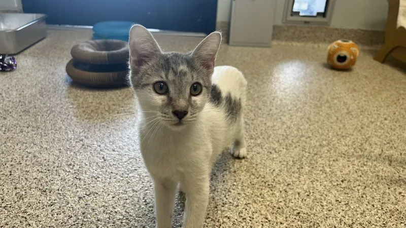 A baby medium-sized male White Domestic Short Hair cat named Wobbegong for adoption in Chestertown, MD