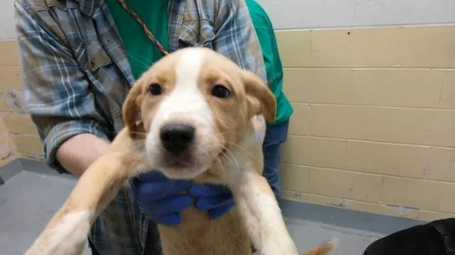 A baby small-sized female Labrador Retriever dog named Shrimp for adoption in Tulsa, OK