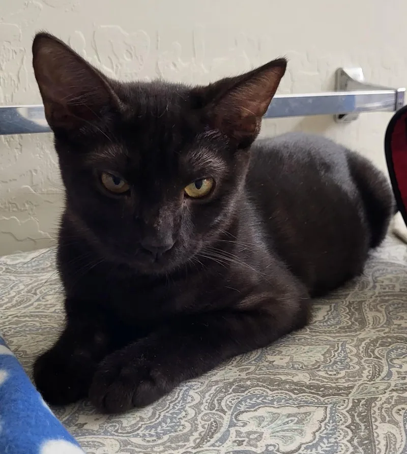 A baby small-sized male Black Domestic Short Hair cat named Mbili Nambari for adoption in Chandler, AZ
