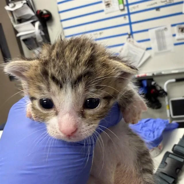 A baby small-sized female Domestic Short Hair cat named Tink for adoption in Ontario, CA