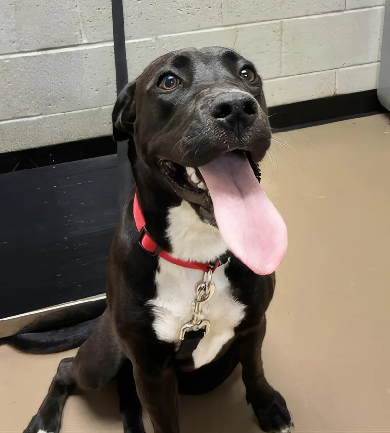 An adult medium-sized female Black Mixed Breed dog named Porch Swing for adoption in Nashville, TN