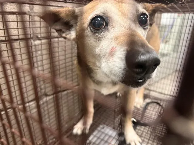 An adult small-sized male Chihuahua dog named Pluto for adoption in Tucson, AZ