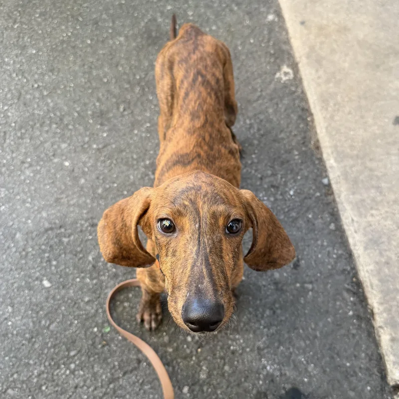 Copper