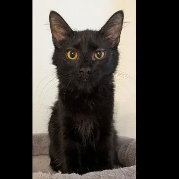 A baby small-sized male Domestic Short Hair cat named Frankie for adoption in Prescott, AZ