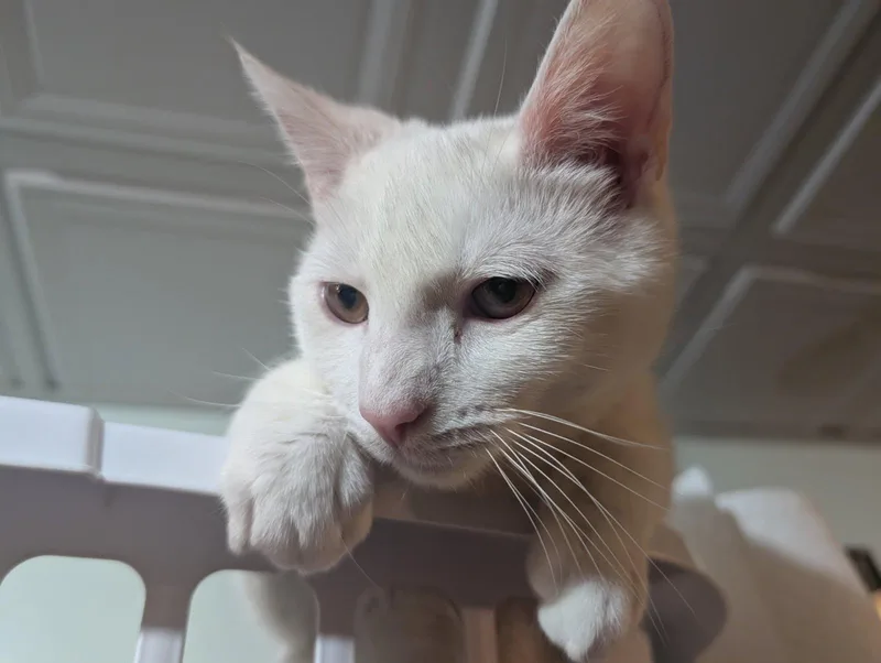 Meringue thumbnail 2