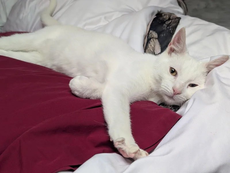 Meringue thumbnail 3