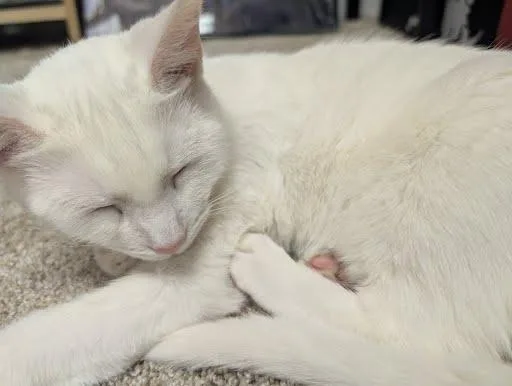 Meringue thumbnail 4