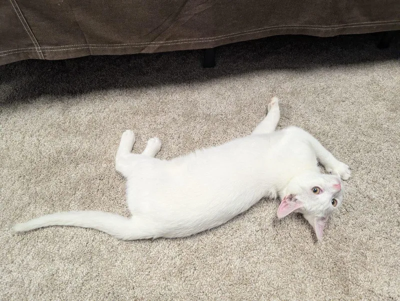 Meringue thumbnail 5