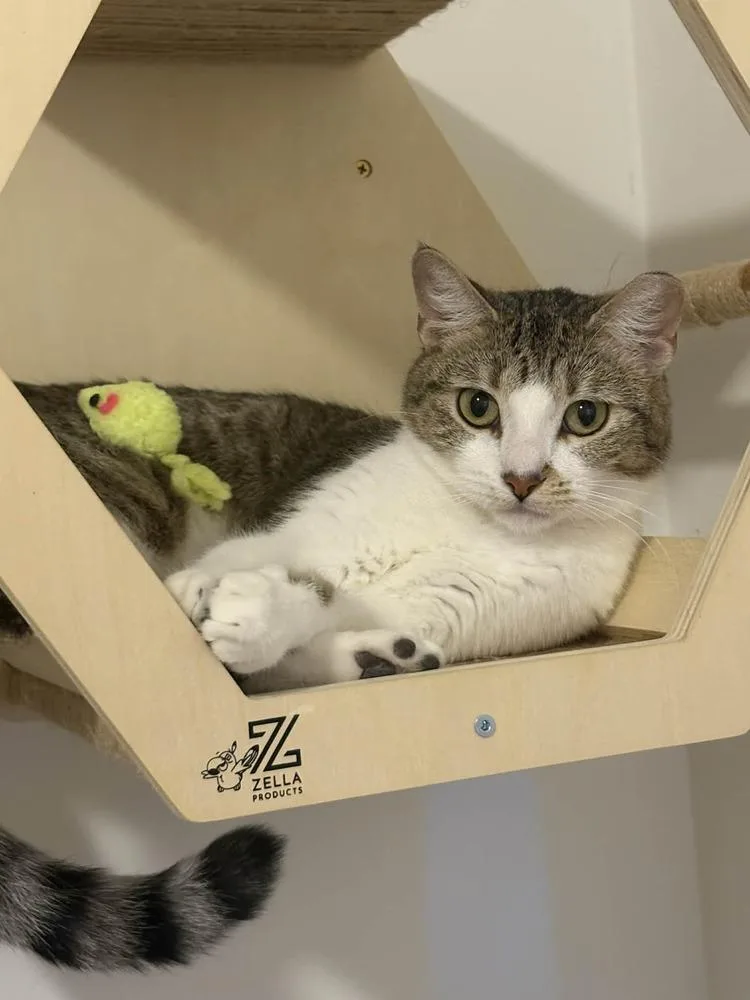 A young medium-sized female Domestic Short Hair cat named Pixel for adoption in tucson, AZ